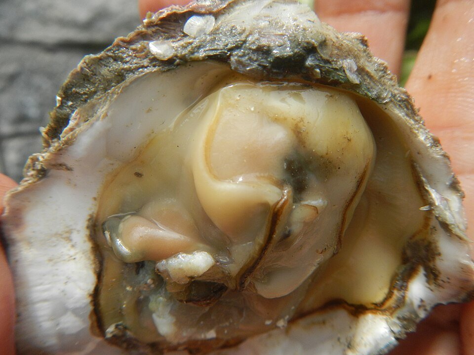 2004 Oyster 46